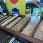 Agro Campo movimentou o setor agropecuário com Dia de Campo em Amambai
