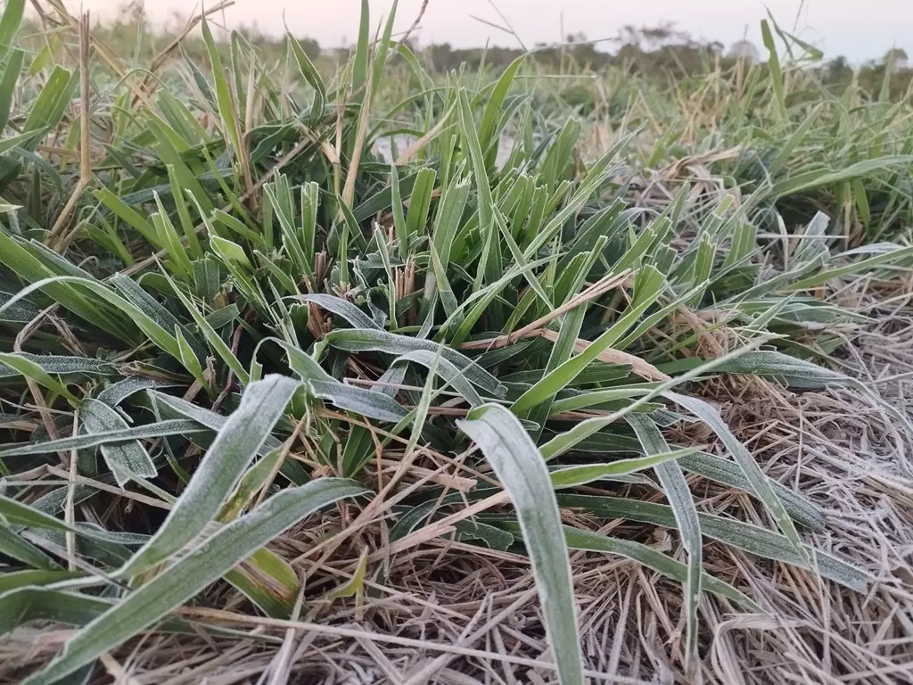 Temperatura média de 2º e geada podem ter impactado o agronegócio em Amambai e região Temperatura média de 2º e geada podem ter impactado o agronegócio em Amambai e região