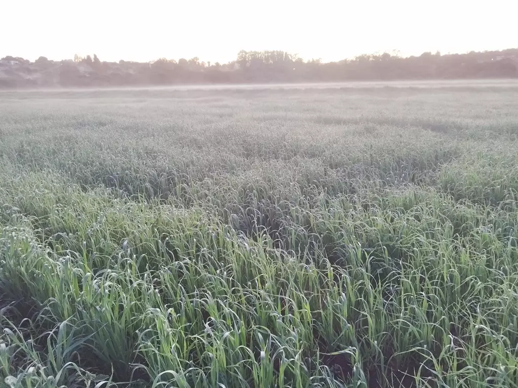 Temperatura média de 2º e geada podem ter impactado o agronegócio em Amambai e região Temperatura média de 2º e geada podem ter impactado o agronegócio em Amambai e região