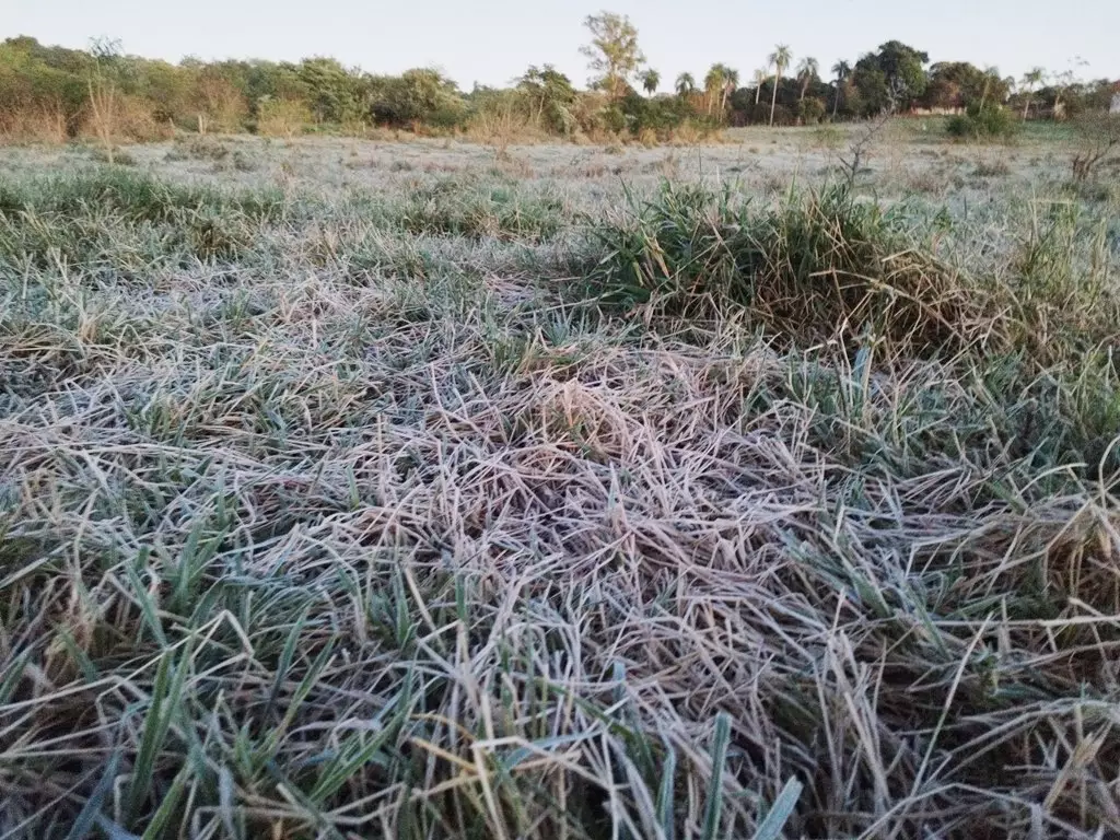 Temperatura média de 2º e geada podem ter impactado o agronegócio em Amambai e região Temperatura média de 2º e geada podem ter impactado o agronegócio em Amambai e região