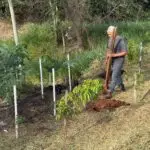 Conscientização e Ação: Semana do Meio Ambiente mobiliza Amambai com educação, parceria e plantio de mudas