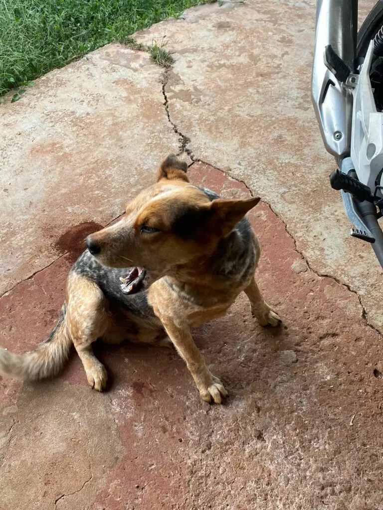 Cachorro encontrado em Amambai: dono está sendo procurado Cachorro encontrado em Amambai: dono está sendo procurado