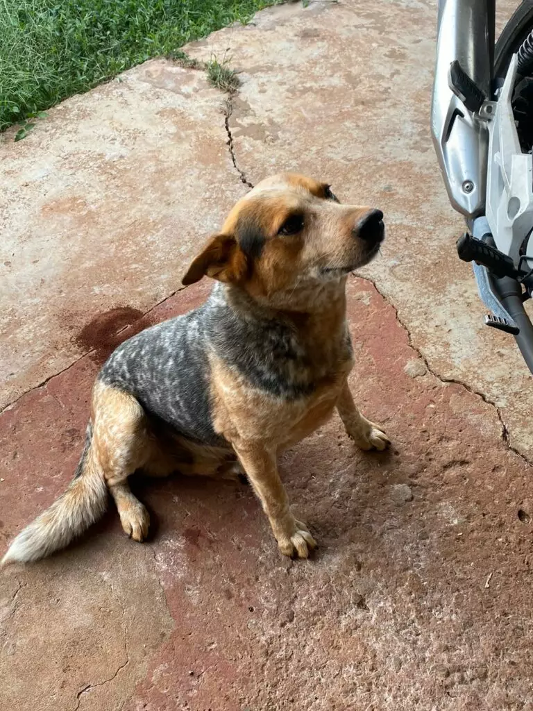 Cachorro encontrado em Amambai: dono está sendo procurado Cachorro encontrado em Amambai: dono está sendo procurado