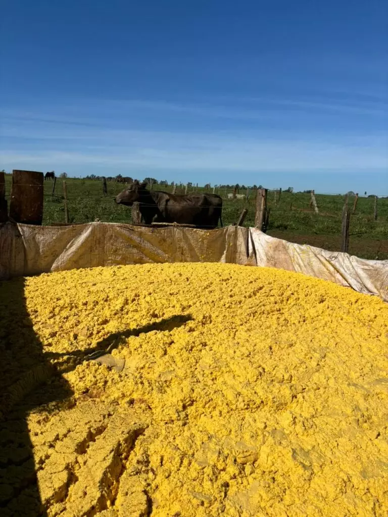 Iguatemi: Produtores rurais do Assentamento Rancho Loma recebem carga de massa de milho sem gastos com transporte, somente com o diesel Iguatemi: Produtores rurais do Assentamento Rancho Loma recebem carga de massa de milho sem gastos com transporte, somente com o diesel