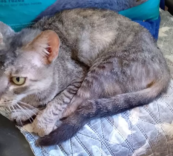 [Encontrado] Procura-se dono de gata em Amambai