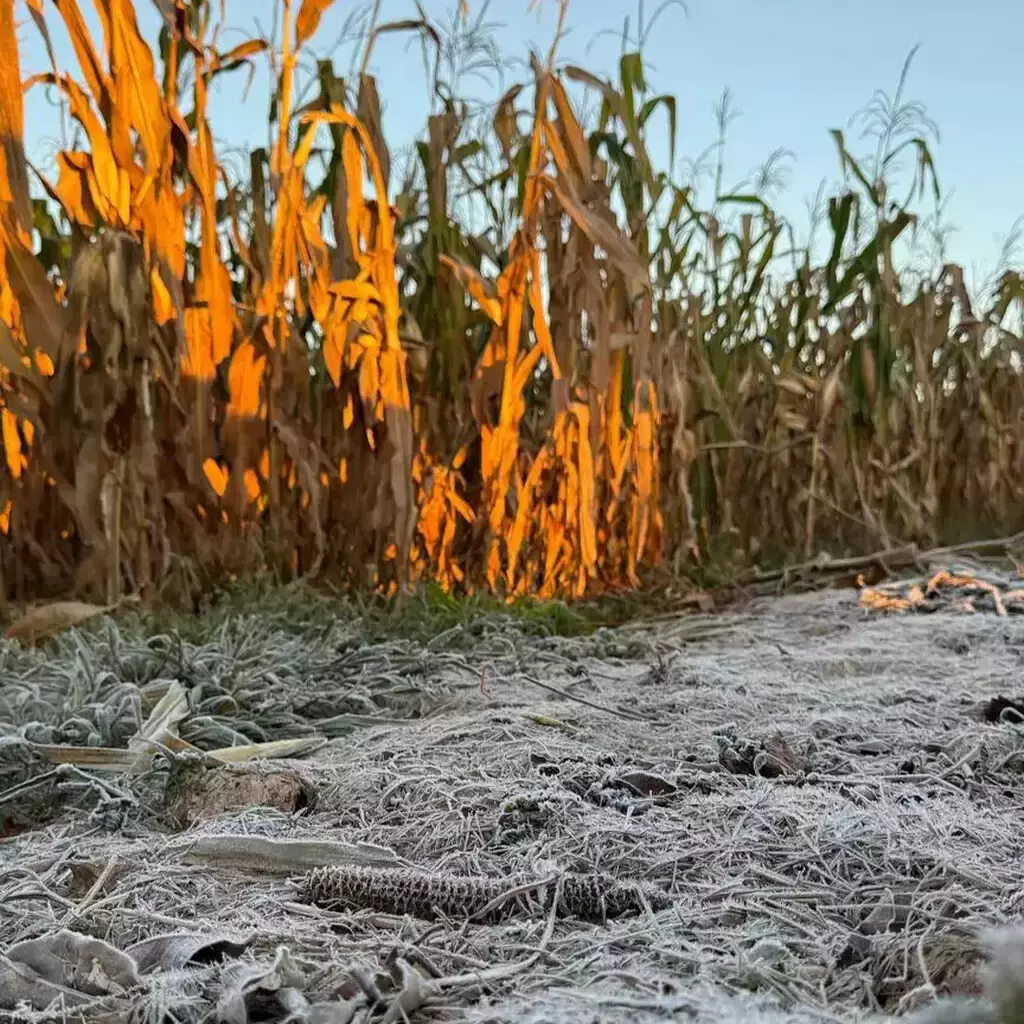 Geada atinge 13 municípios de Mato Grosso do Sul nesta quarta Geada atinge Aral Moreira, Amambai, Sete Quedas, Iguatemi, Caarapó e mais 8 municípios de MS nesta quarta