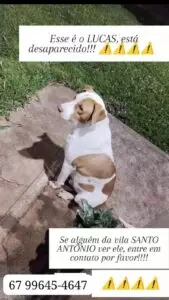 (Encontrado) Procura-se cachorro desaparecido em Amambai