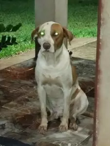 (Encontrado) Procura-se cachorro desaparecido em Amambai