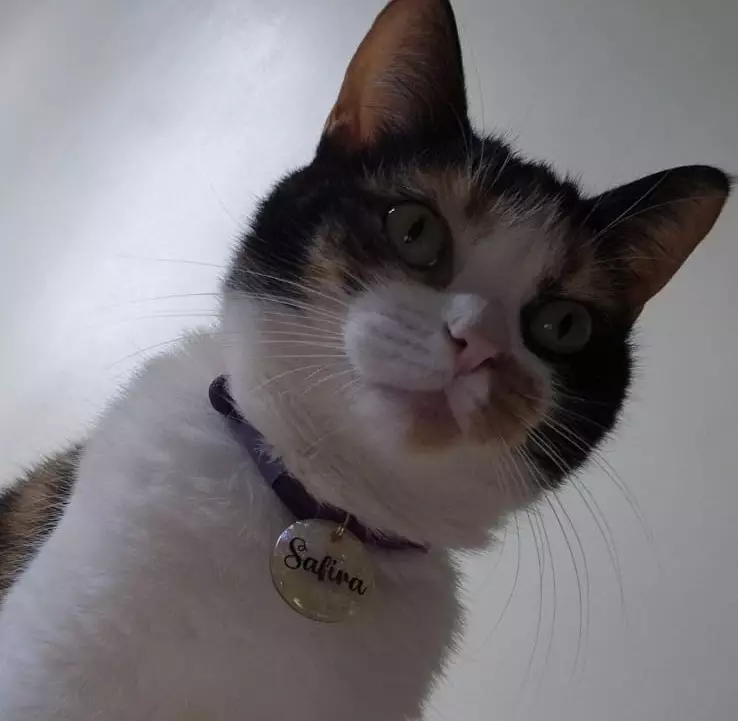 Procura-se gata desaparecida em Amambai Procura-se gata desaparecida em Amambai
