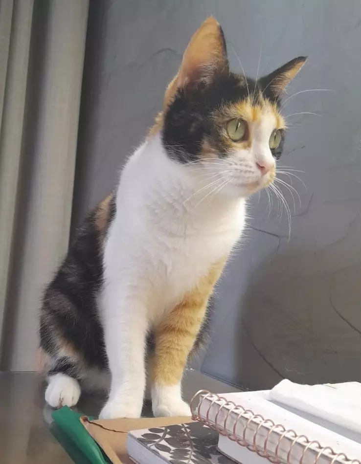 Procura-se gata desaparecida em Amambai Procura-se gata desaparecida em Amambai