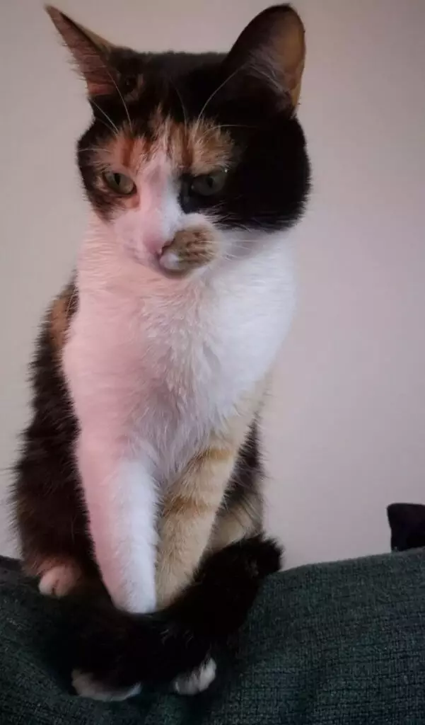Procura-se gata desaparecida em Amambai Procura-se gata desaparecida em Amambai