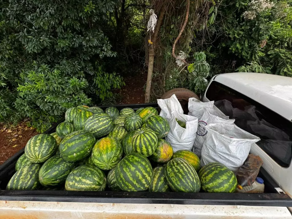 PAA em Aral Moreira: Alimentos da terra para quem mais precisa
