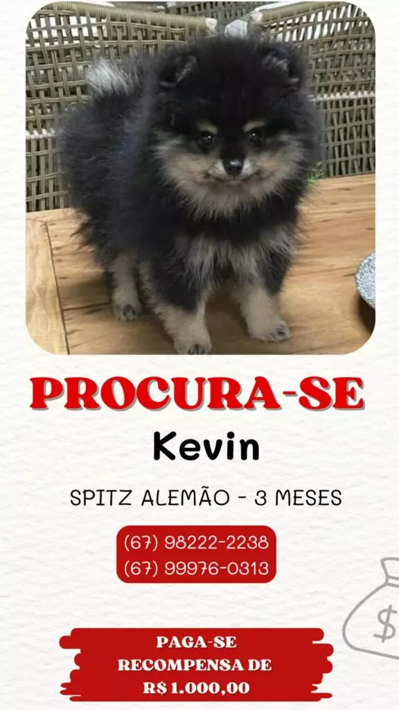 Procura-se cachorro desaparecido em Amambai Procura-se cachorro desaparecido em Amambai