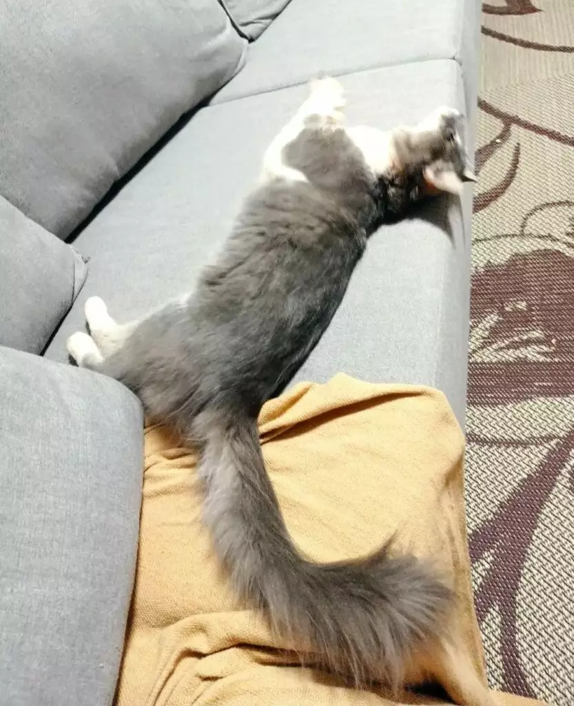 Procura-se gato desaparecido em Amambai Procura-se gato desaparecido em Amambai