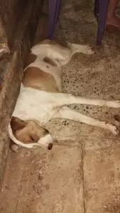 (Encontrado) Procura-se cachorro desaparecido em Amambai