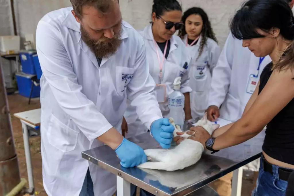 Prefeitura de Naviraí amplia em 500% o número de castrações de animais Prefeitura de Naviraí amplia em 500% o número de castrações de animais
