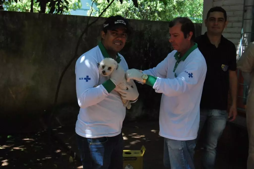 Secretaria de Saúde de Iguatemi inicia campanha de vacinação antirrábica Secretaria de Saúde de Iguatemi inicia campanha de vacinação antirrábica