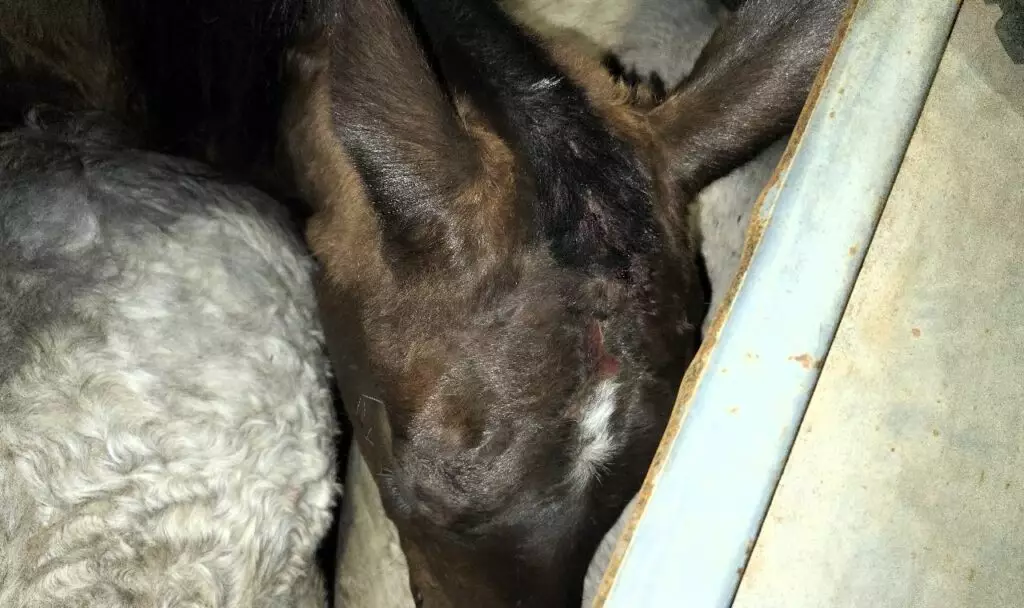 Homem é multado em R$ 27 mil por maus tratos a cavalos em Naviraí
