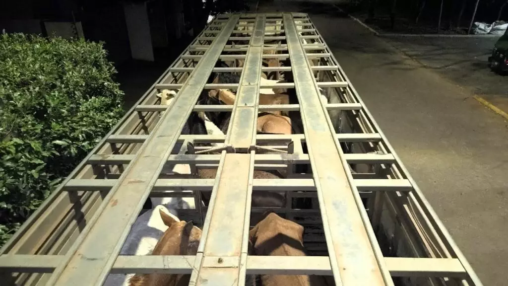 Homem é multado em R$ 27 mil por maus tratos a cavalos em Naviraí
