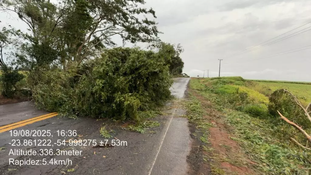 Temporal causa danos no Cone Sul: Árvores caíram sobre rodovias e Agesul pede atenção dos motoristas