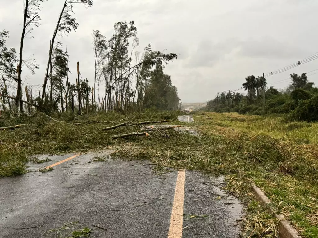 Temporal causa danos no Cone Sul: Árvores caíram sobre rodovias e Agesul pede atenção dos motoristas
