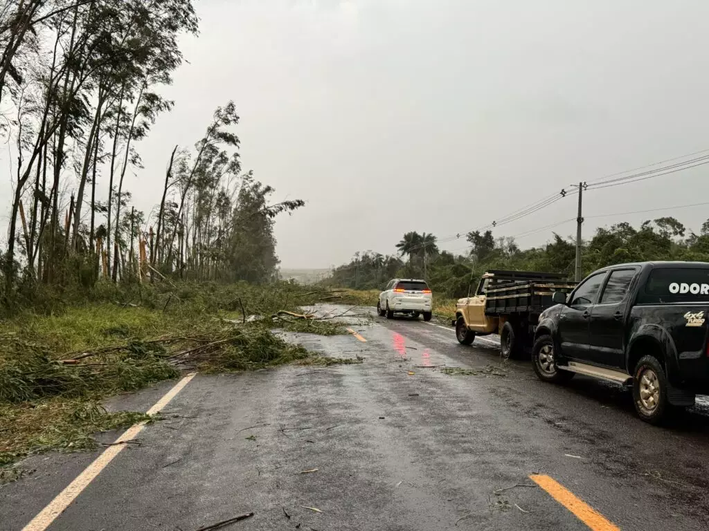 Temporal causa danos no Cone Sul: Árvores caíram sobre rodovias e Agesul pede atenção dos motoristas