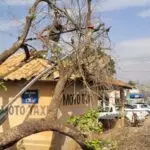 Ventania derruba árvore e danifica estrutura pública em Amambai