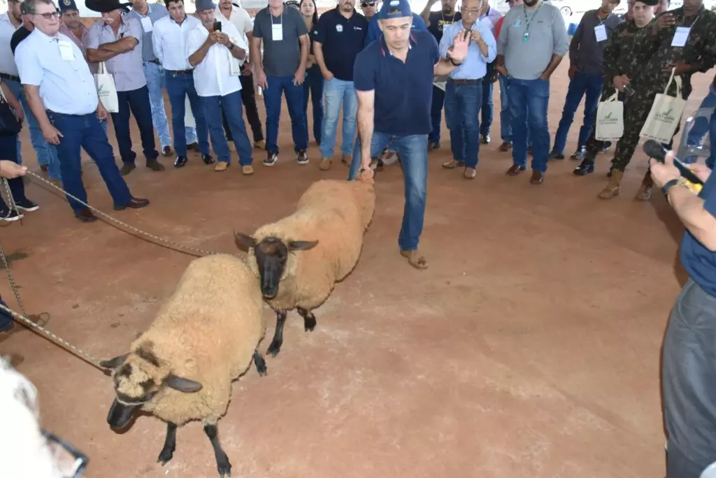 Prefeitura de Iguatemi promove 1º Encontro Técnico de Ovinocultura