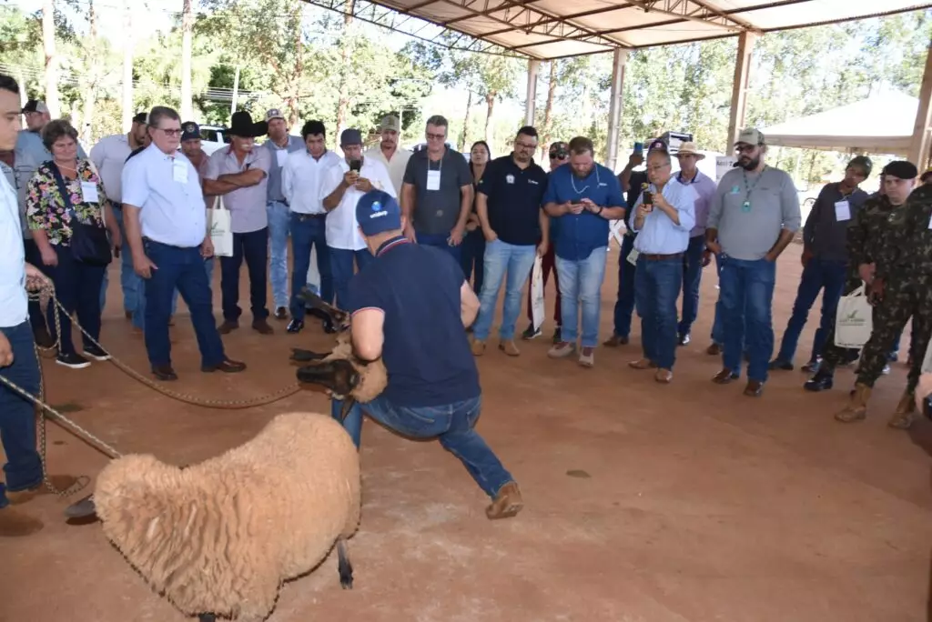 Prefeitura de Iguatemi promove 1º Encontro Técnico de Ovinocultura