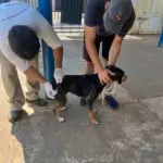 Dia D de Vacinação Antirrábica em Amambai é um sucesso com mais de 6 mil doses aplicadas