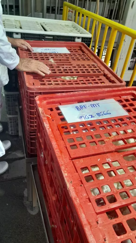 Presidente da Câmara vereador Darci visita frigorífico de frango no Paraná e destaca possibilidade da empresa se instalar em Amambai Presidente da Câmara vereador Darci visita frigorífico de frango no Paraná e destaca possibilidade da empresa se instalar em Amambai