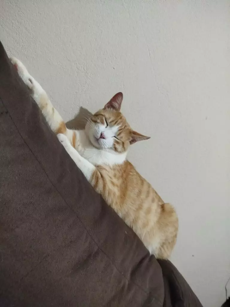 Procura-se gato desaparecido em Amambai Procura-se gato desaparecido em Amambai
