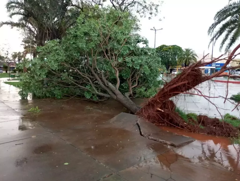Temporal que derrubou árvores e placas, tombou até caminhão no interior Caarapó e Maracaju: Temporal que derrubou árvores e placas, tombou até caminhão no interior