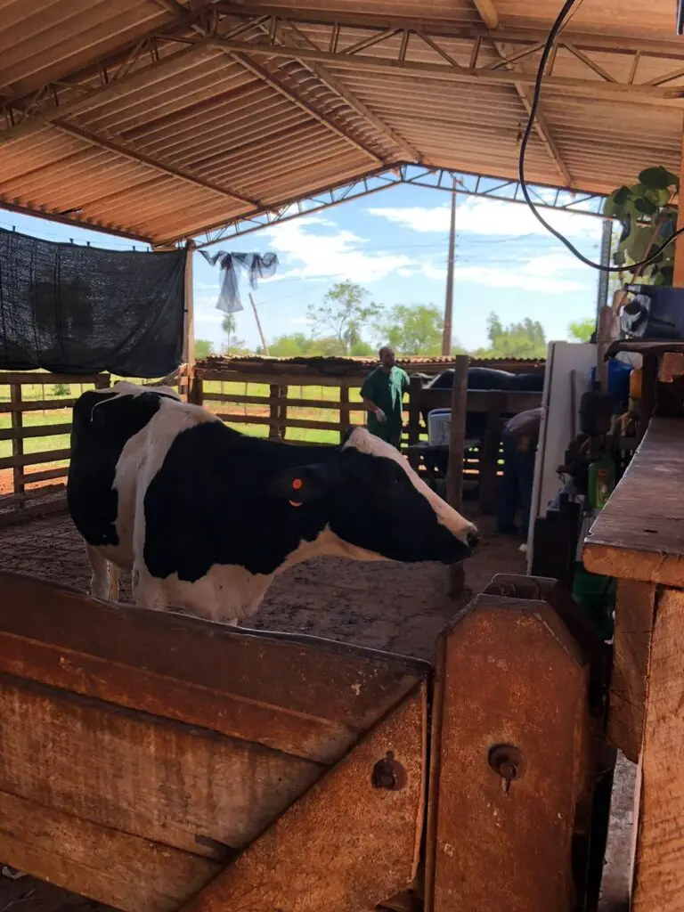 Secretaria de Desenvolvimento Econômico da Prefeitura de Iguatemi intensifica atendimentos veterinários aos produtores rurais