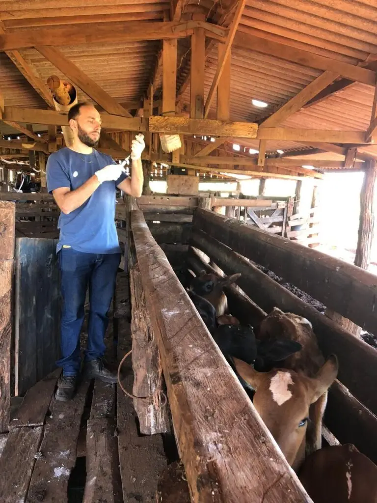 Secretaria de Desenvolvimento Econômico da Prefeitura de Iguatemi intensifica atendimentos veterinários aos produtores rurais