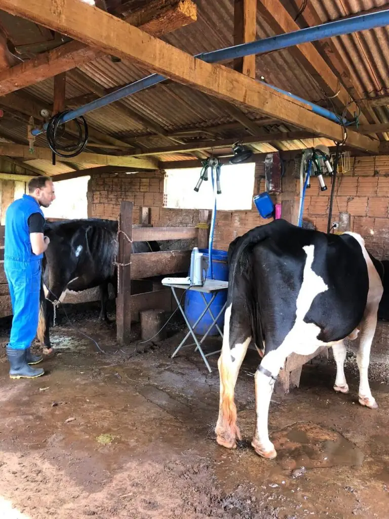 Secretaria de Desenvolvimento Econômico da Prefeitura de Iguatemi intensifica atendimentos veterinários aos produtores rurais