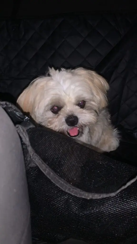 Procura-se donos de cachorrinha encontrada em Amambai