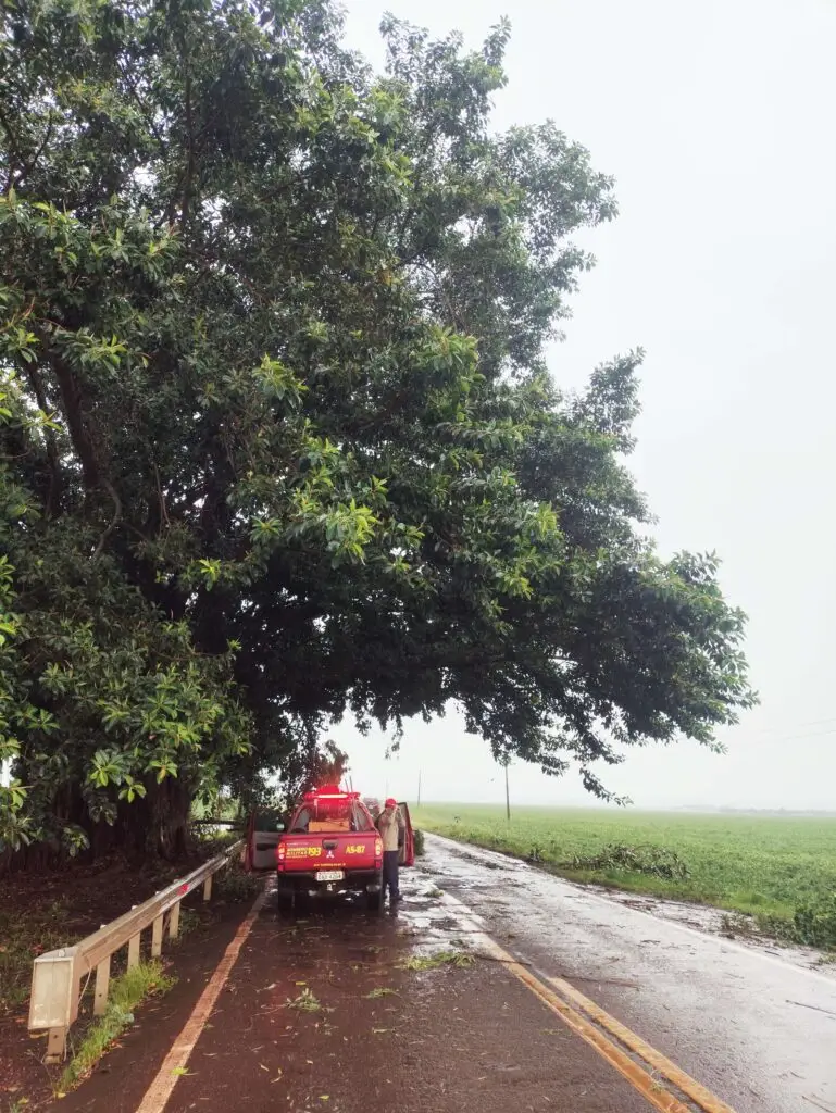 Figueira cartão-postal entre Amambai e Ponta Porã movimenta Corpo de Bombeiros