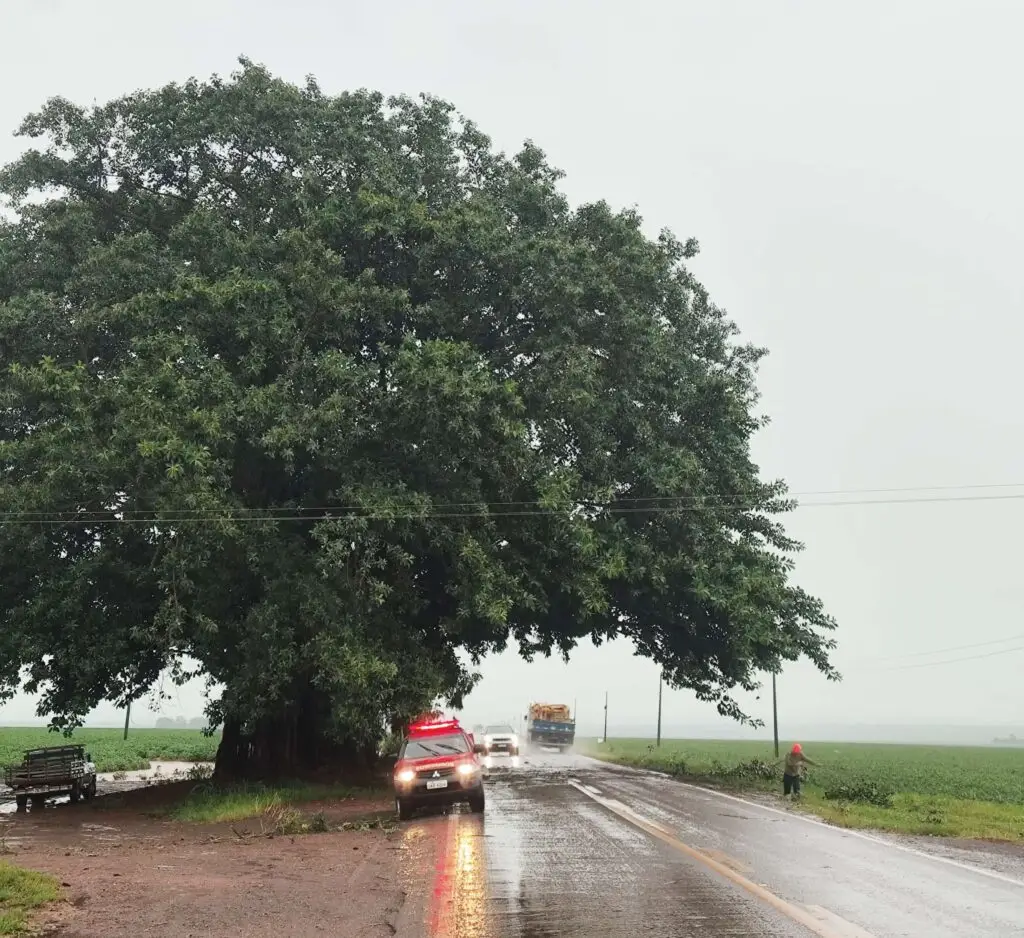Figueira cartão-postal entre Amambai e Ponta Porã movimenta Corpo de Bombeiros