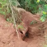 Prefeito de Sete Quedas tranquiliza população após chuvas intensas e informa início dos reparos