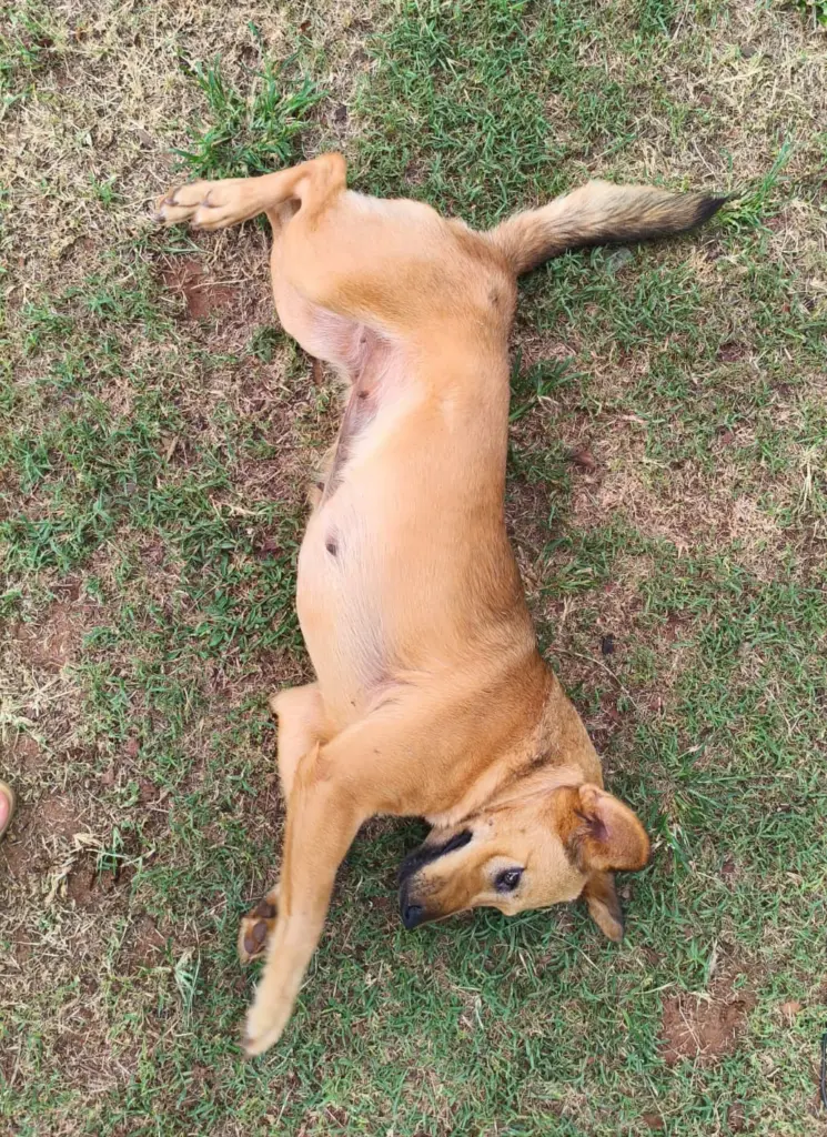 Procura-se cachorrinha desaparecida em Amambai Procura-se cachorrinha desaparecida em Amambai