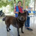 União que Protege Vidas: Prefeita Niágara e vereadores Lideram a Primeira Caravana da Castração em Coronel Sapucaia União que Protege Vidas: Prefeita Niágara e vereadores Lideram a Primeira Caravana da Castração em Coronel Sapucaia