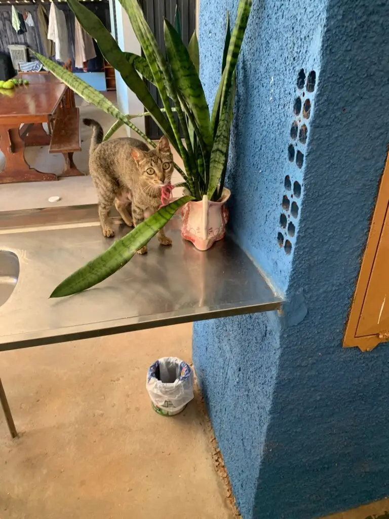 Ajude a gata Maria Sol a voltar para casa Ajude a gata Maria Sol a voltar para casa