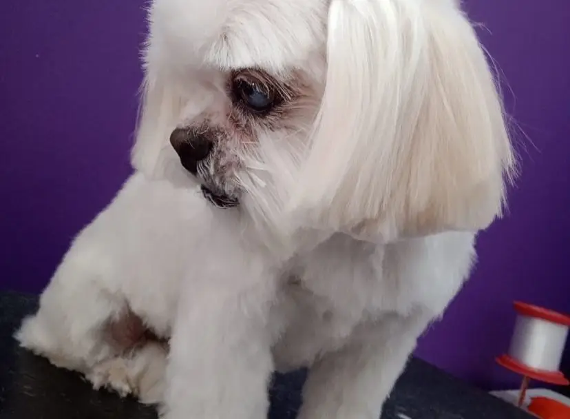 Procura-se cadelinha desaparecida em Amambai