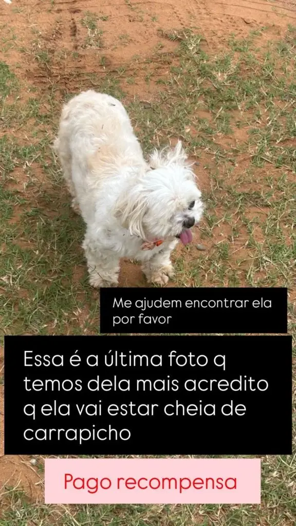 Procura-se cadelinha desaparecida em Amambai