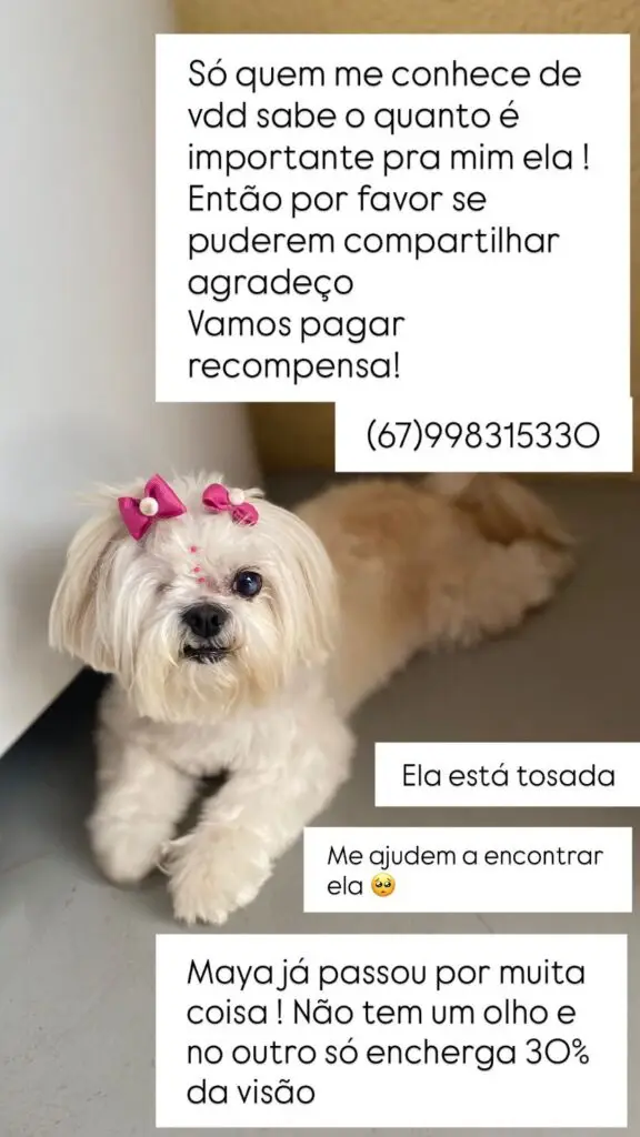 Procura-se cadelinha desaparecida em Amambai