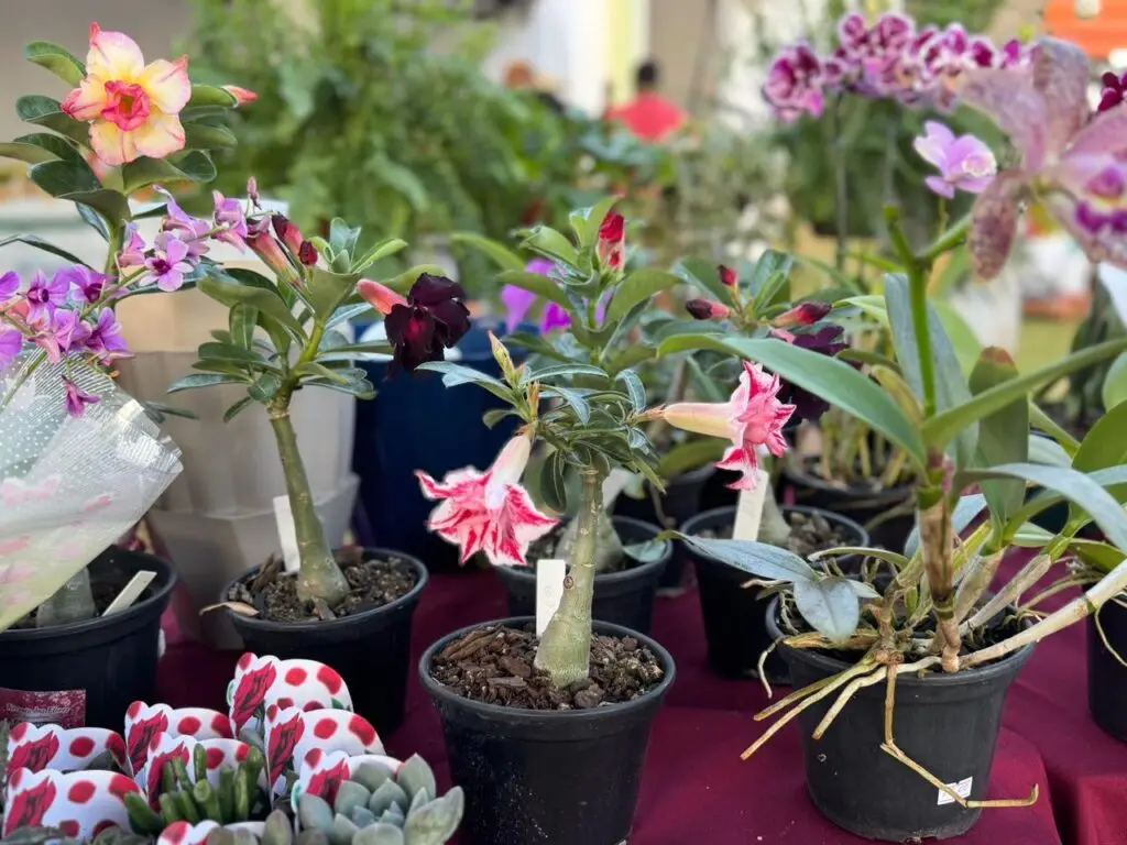 Feira reúne produtores rurais e empreendedores em Tacuru