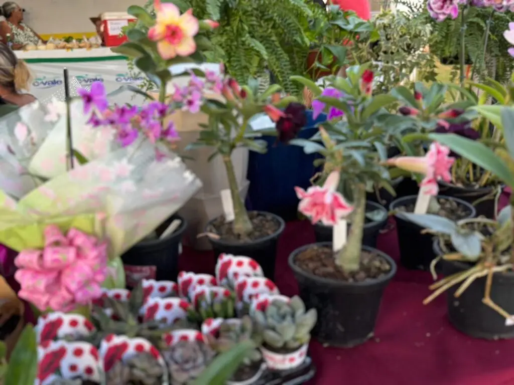 Feira reúne produtores rurais e empreendedores em Tacuru