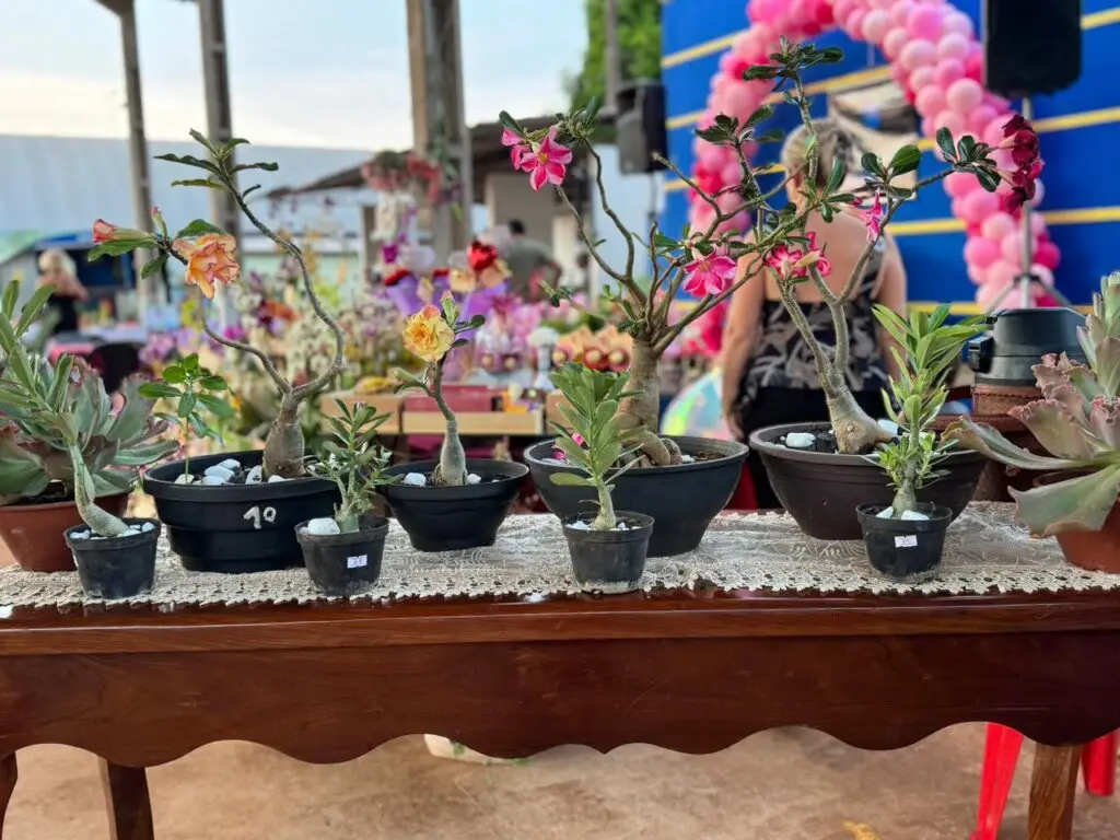 Feira reúne produtores rurais e empreendedores em Tacuru