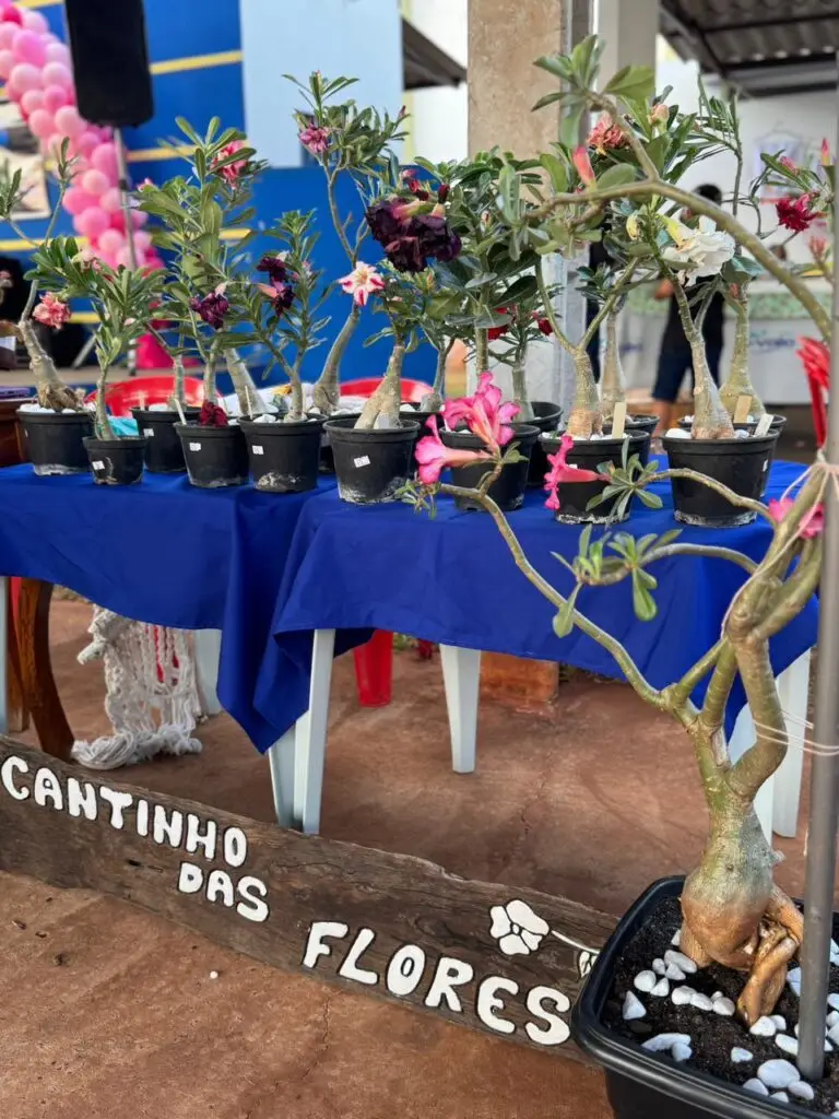 Feira reúne produtores rurais e empreendedores em Tacuru